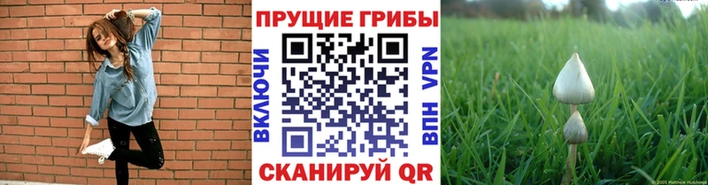 маркетплейс наркотические препараты Беломорск Псилоцибиновые грибы мицелий где можно купить